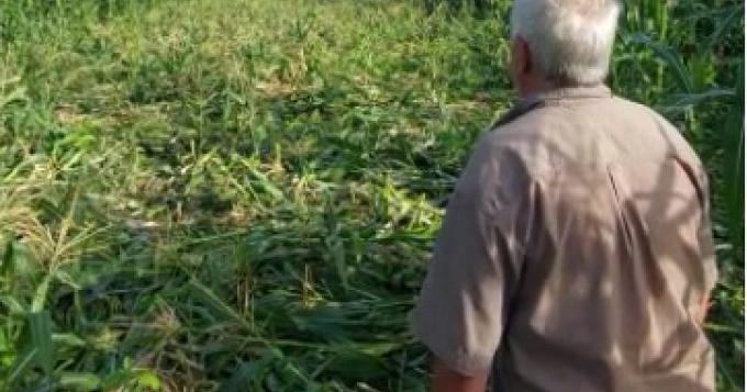 Tre nuovi bandi per la competitivita' delle imprese agricole
